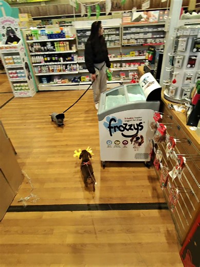 Mini Dachshund Toy Shopping Adventure
