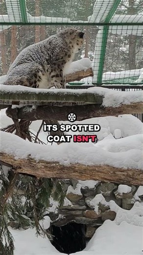 The Ghost Cat's Silent Strike: Rarest Leopard's Deadly Hunt