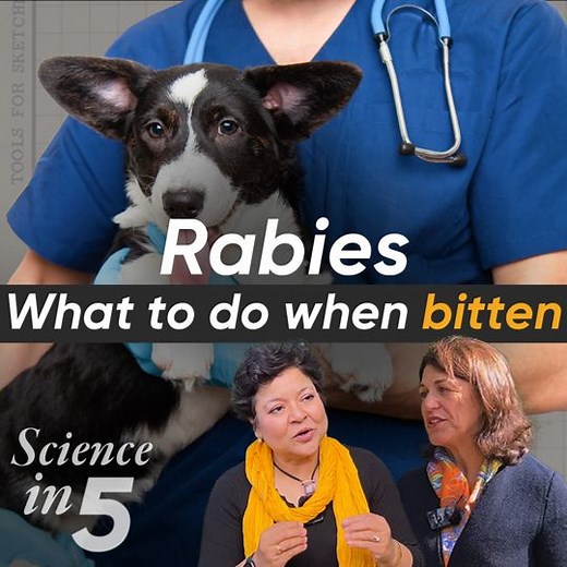 What is #rabies? How serious is it? How can you prevent rabies? Dr Bernadette Abela explains this and what you can do immediately after a bite in Science in 5. | World Health Organization (WHO)