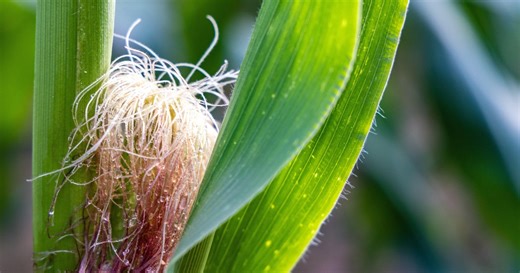 How corn sweat is ramping up the heat in Michigan
