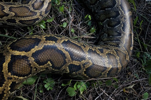 Python swim party? Hunters observe possible new Burmese python behavior