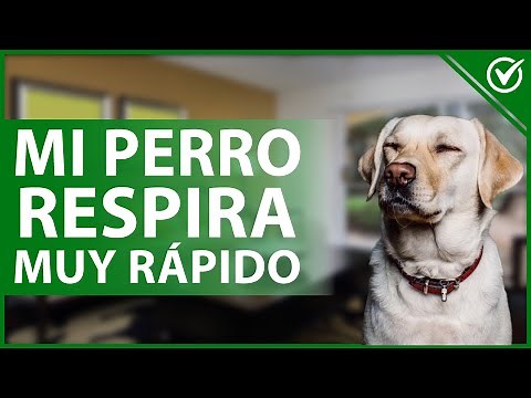 🐕 Why is my dog breathing so fast and what should I do? - Canine Hyperventilation 🐕
