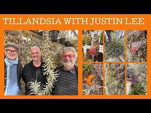 How to grow Tillandsias with specialist grower Justin Lee!!