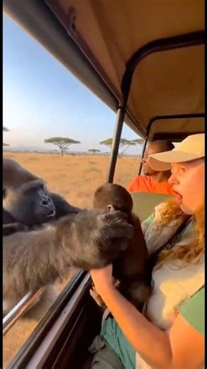 Gorilla Approaches Safari Car... Then Drops Its Cub Inside!