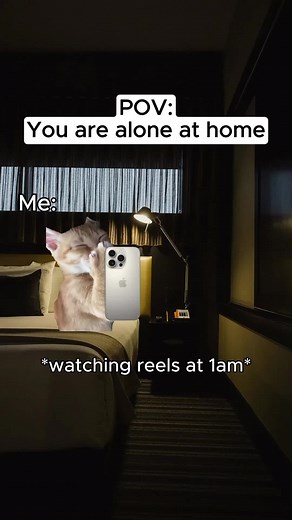 Funny Cat Memes for Home Alone Moments