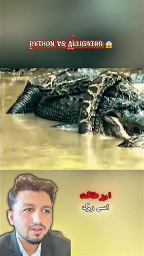 Python vs Alligator Real Fight 😱 | No Winner! Rare Jungle Battle 🐍🐊 | Shocking Ending