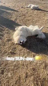 Cold Chillin’ on SUNday 😎