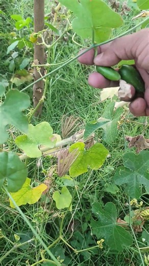 harvest fresh ivy gaurd from plant #amazing #nature #satisfying #fresh #kitchengarden