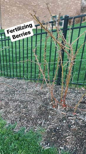 Time to fertilize those berry plants. I like to use Espoma Organic Berry Tone and Soil Acidifier. recommend soil testing every few years as berries, especially blueberries, prefer acidic soil. #fertilizer #blackberries #blueberries #raspberries #backyardfruit #gardentips | From Dream to Seed