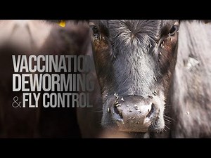 Fly Control, Deworming and Vaccination of Beef Cow Herds – Forage & Livestock Town Hall (Full Video)