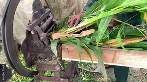Fodder cutting machine. Farmer cutting silage using chaff cutter. Normal working day at a livestock feed factory. young man works. Slow Motion. beautiful 4K Footage