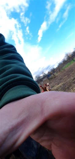 de base je voulais montrer comment je fais voler les poules #chickenoftiktok #wwoofing