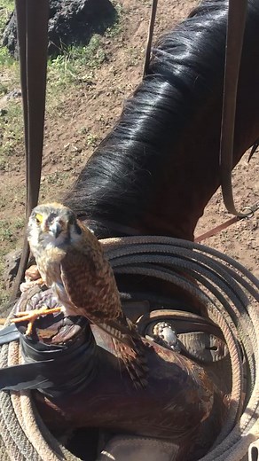 If you don’t catch hawks while gathering cattle you ain’t no cowboy #foryou