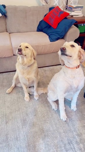 50K views · 1.1K reactions | Tractor Supply Haul Bubba is transitioning wonderfully! She’s definitely a smart dog. *Full Vl0g on Y T* We’ll be back to regular content soon, it’s been a busy week. *NOT SPONSORED #DoughertyDozen #Shopping #ShoppingHaul #ShopWithMe #NewPuppy | Dougherty Dozen | Facebook