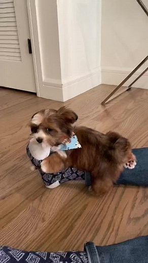 Heartwarming Story of a Shorkie Puppy and Father's Day Celebration