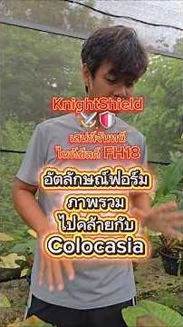 FH18 Knight Shield⚔️🛡 เสน่ห์จันทน์ไนท์ชีลด์ โล่อัศวิน ไม้โบนัส โดดเด่น ฉีก และแตกต่าง!!