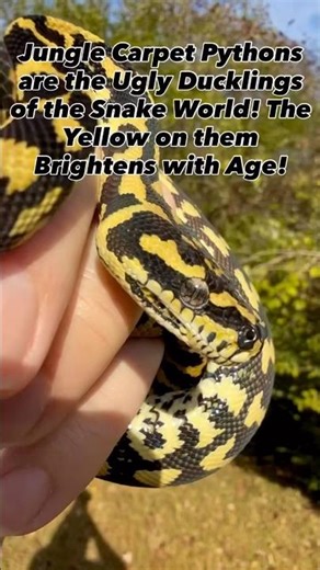 Jungle Carpet Pythons Get Brighter with Age!