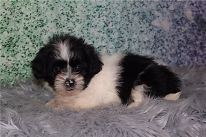 Nathan - Shih-Poo Puppy 1DBB84