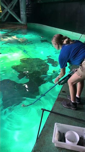 Let’s feed our lemon sharks, Harold, Bertha, and Gertrude!