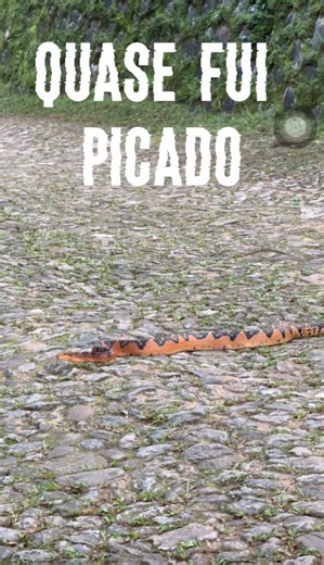 A serpente mais peçonhenta da América cruzou meu caminho 😱