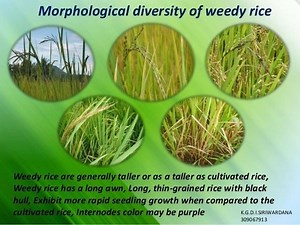 Weedy rice - Alchetron, The Free Social Encyclopedia