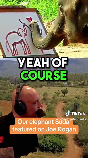 Joe Rogan: Can Elephants Really Paint? - Suda the Elephant