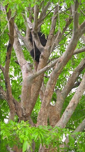 Meet our Sloth Bears!