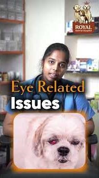 Watch our adorable Lhasa Apso during a health check at our veterinary hospital.