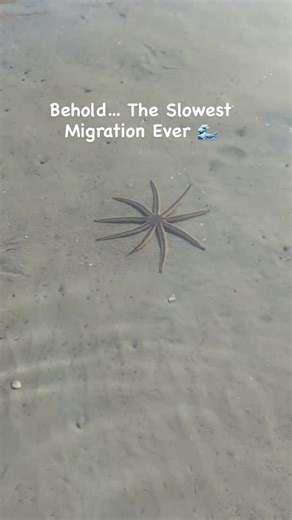 Jupiter Clear Kayak Tours | Meet the overachiever of the sea… this NINE-armed sea star casually cruising across the sandy bottom 🌊 Fun fact: Sea stars don’t use... | Instagram