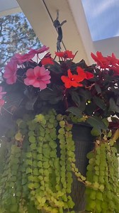 21 reactions · 20 comments | A beautiful hanging plant arrangement with petunias. #petunias #hangingplants #fbpost #followers #fbpost | Rhodora Fabio-Cachelin | Facebook