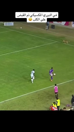 Soccer Match with a Playful Dog on the Field