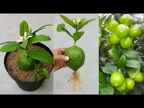 Grow lemon unique way || lemon tree from lemon