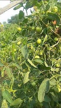 Ultimate Guide to Tomato Farming - From Seed to Harvest 🍅🌱