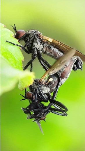 Photographing mating dance flies! #macro #macrophotography #fly