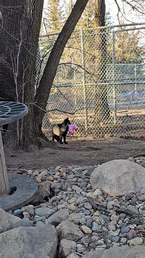 Happy Valentine's Day Edie Fox! | Saveafox Corporation