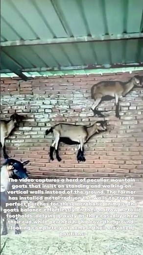 Wall-Walking Wonders: Meet the Mountain Goats That Live on Vertical Surfaces!