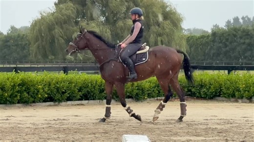 Dedicated to Fred, who has taken great offence to Satays wantering/calking (whatever you call his inside out camel gait). 😘 This is only ride 2, and yes he still has buckets to learn. Some hind shoes, some fitness, figuring what bit he likes, adding some buttons, more trotting practise (i feel this is a pace he's skipped most of his life) - there's a multitude of steps ahead. BUT: I like him. Very natural canter, quick to learn, great try - inclement conditions, arena being harrowed, out of wor