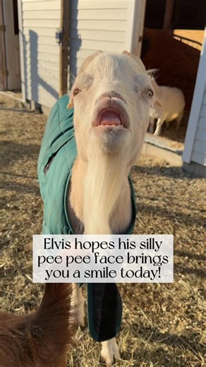 Sowa Goat Sanctuary on Instagram: "We call it the “pee pee face” around here, but the official term is the Flehmen response. When a goat catches a whiff of something interesting (often another goat’s urine, hence the name), they curl their lip like this to bring more of the concentrated smell into the scent organ above the roof of the mouth, just behind the front teeth. In this case with Elvis, his herd mate Betty is in heat and was wagging at Elvis to send pheromones in his direction (you can s