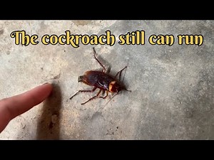 The cockroach still can run #insects #naturelovers #nature #youtube #youtubevideo #viralvideo