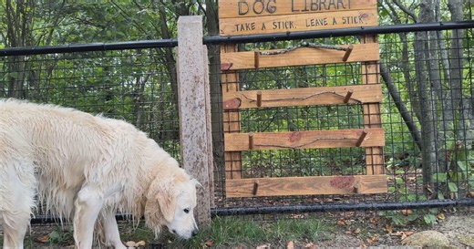 Library encourages dogs to "take a stick, leave a stick" in Cambridge