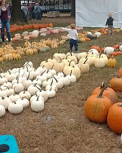 471 reactions · 63 shares | The Graves Mtn Farm Apple Harvest...