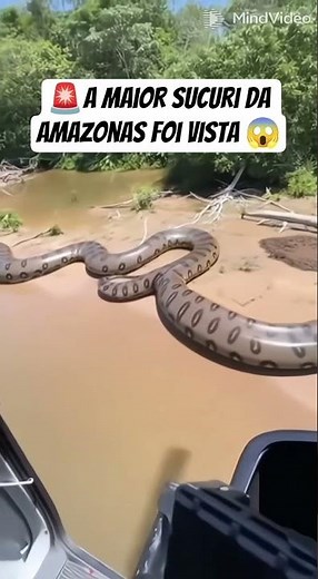 a maior serpente do mundo foi filmado no Amazonas 😱#sucuri#snake#fypシ゚viral#animals#serpente #sora2