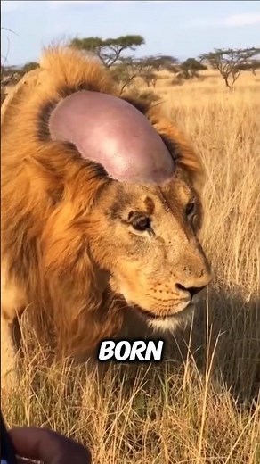 Animals Born With Useless Abilities #animals #creatures #facts #wildlife