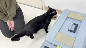 Meet Lil Guy! This sweet black panther is around 1 1/2 years old. Lil Guy was sadly surrendered as his owner was no longer able to care for him. When he was a kitten, he sustained an injury that required his right rear leg to be amputated at the hip, but that didn't slow him down! His mobility is just fine getting around the house and going up and down stairs, but he is a little challenged vertically and will need small steps in order for him to get to higher surfaces like your bed, couch, or wi