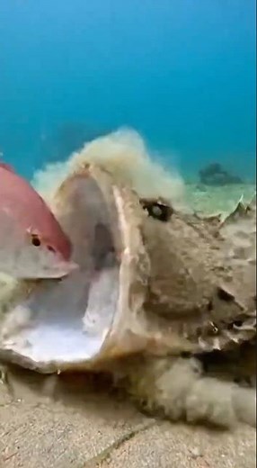 Monster Monkfish Ambush Caught on Camera 😳🐟