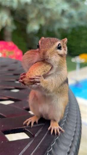 The 🥜 smuggler 🐿️ Sal / 🧑‍🎨 Salvador Dali #throwback #chipmunk #funnyanimals | Van Gogh the Chippy