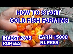 How to Start Gold Fish🐠Farming||Ornamental Fish Farming Idea in Lockdown