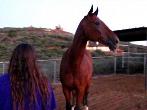 Rocky Horse Snorting