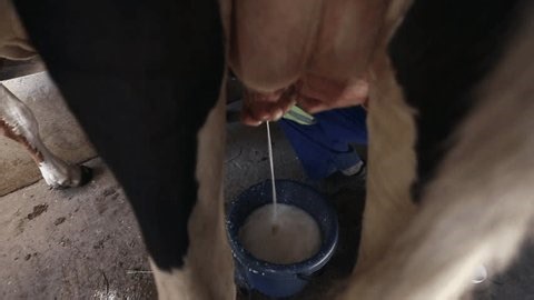 clip-4004520493-closeup-between-legs-farmer-fills-bucket-he