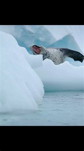 WondersOfJungle on Instagram: "No doubt its named as "Leopard Seal" #wildlife #animals #naturelovers #nature #documentary #sealife"